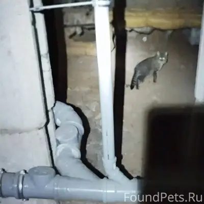 Найден кот серый, полосатый, у...