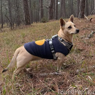 ПОТЕРЯЛАСЬ СОБАКА в Ущелье Уч-...