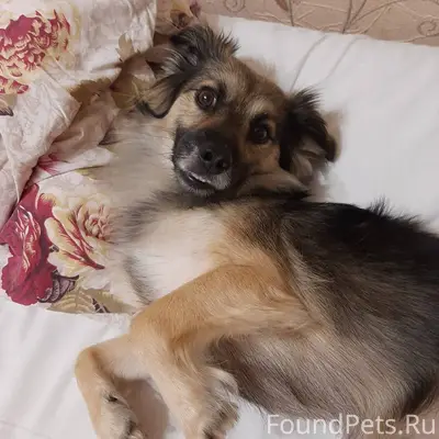 ПОМОГИТЕ НАЙТИ СОБАКУ! Здравст...