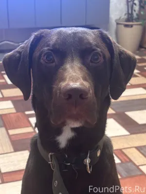 Потерялась собака по кличке Гр...