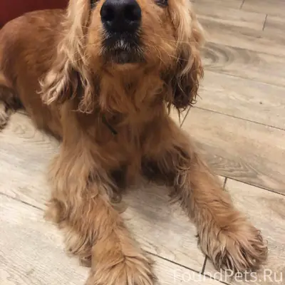 Потерялась собака , район Вино...