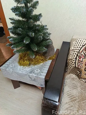 Найди кошку