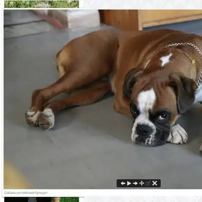 Кто потерял собаку??? Примерно...