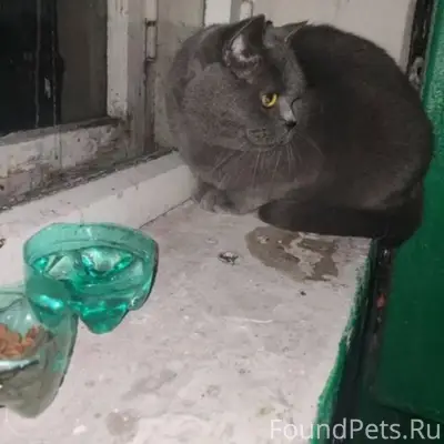 Объявление с Авито. Найден кот...