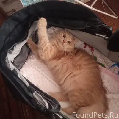 Пропала кошка по улице мира, п...