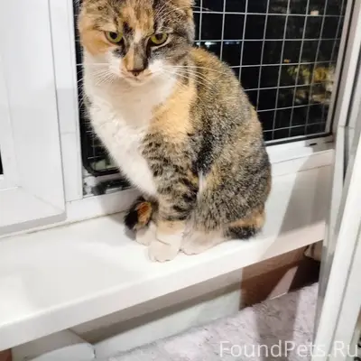 ❗❗🆘😿🆘❗❗ ❓ВНИМАНИЕ❓ Такая кошка...