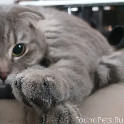 Пропал кот в посёлке салмычи в...