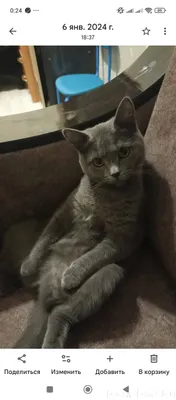 Пропала кошка любимая"Ника" 3 ...