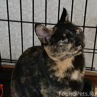 Найдена красивая ласковая коше...