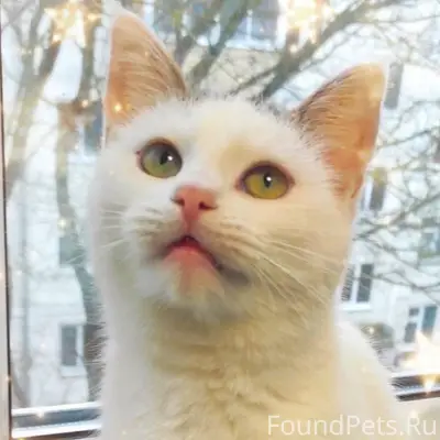 Кошечка Хрюша срочно ищет дом ...