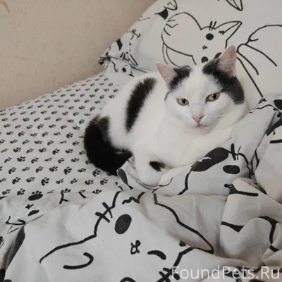 Потерялась кошка. Нужна помощь...