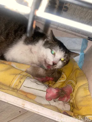 Чей кот на Пролетарской ? Вчер...
