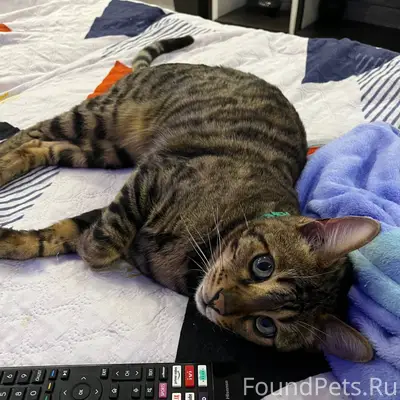 Пропал бенгальский кот!!!Прошу...