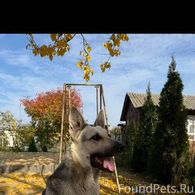 Пропала собака в районе мел бу...