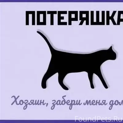 Найдена кошка или кот на Науго...