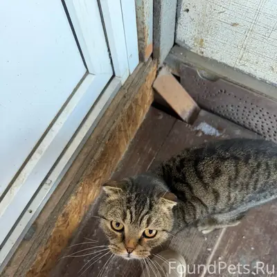 Найден красивый и очень ласков...