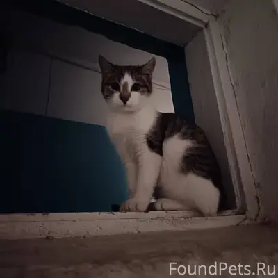 Найден котенок на кочке❗❗❗ Вид...