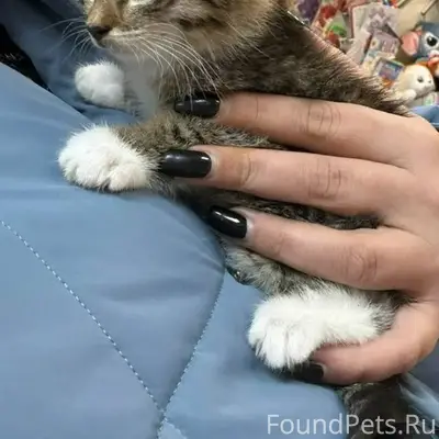 Дедовск. Срочно! Найден котёно...