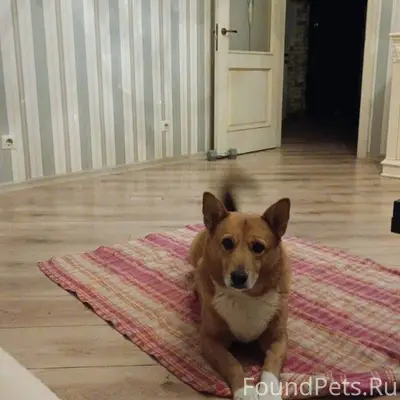 Пропала собака в сентябре,може...