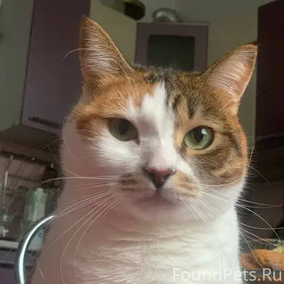 Спб Санкт-Петербург Пропала ко...