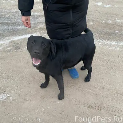 Найден пес, сейчас находится у...