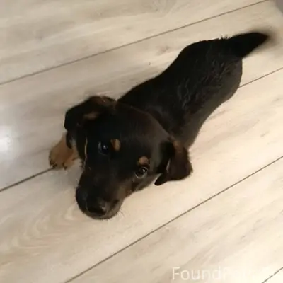 Пропал щенок, очень прошу нера...