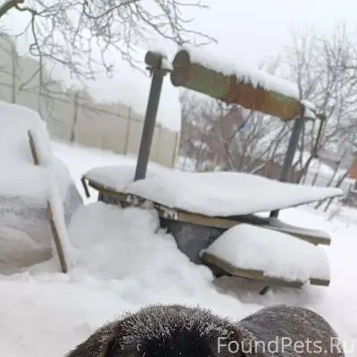 Надена собака❗️ Окрас коричнев...