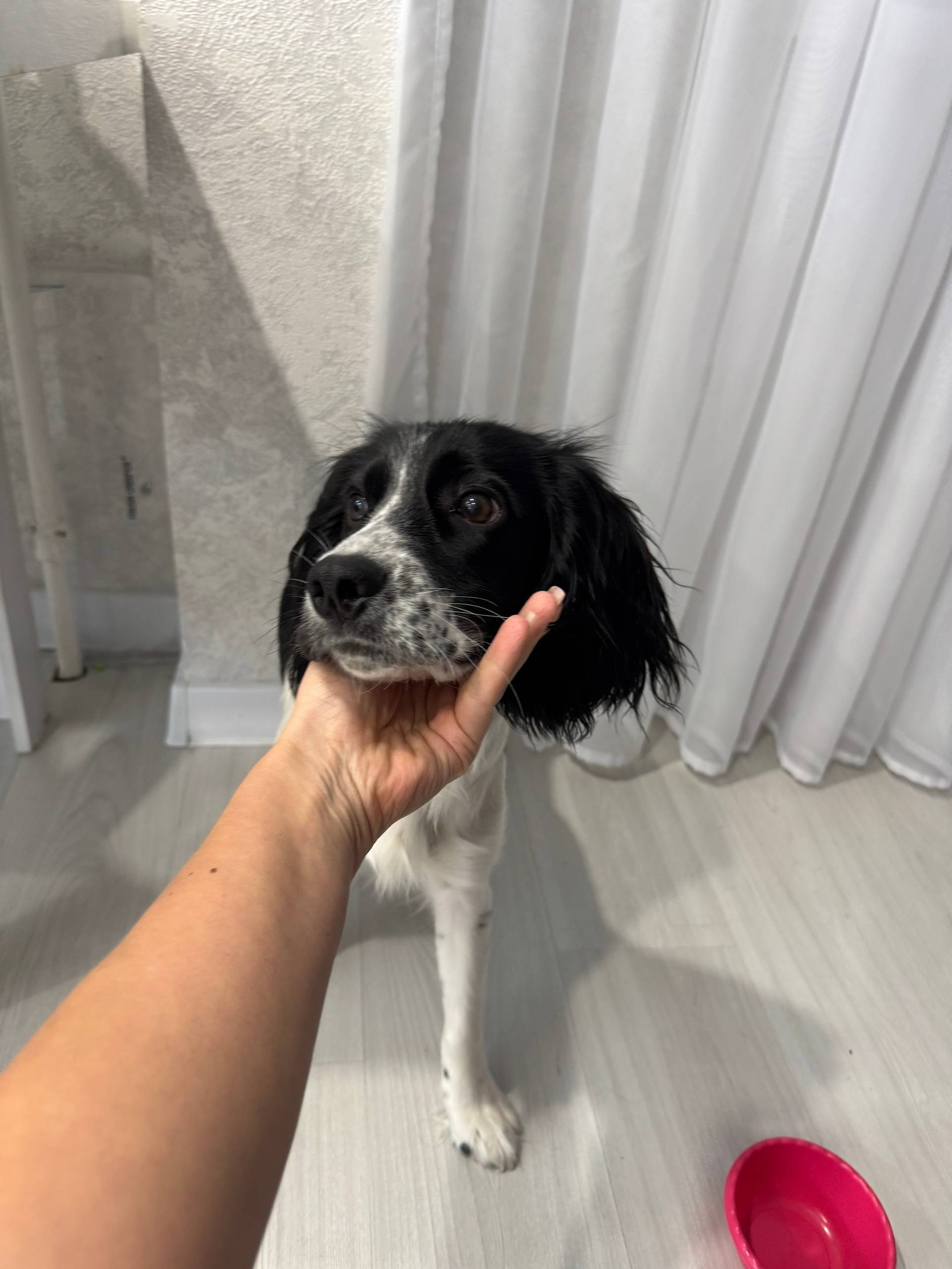 По улице Димитрова 15/2 бегает...