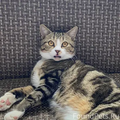 Пропали коты. Зовут тима(на пе...