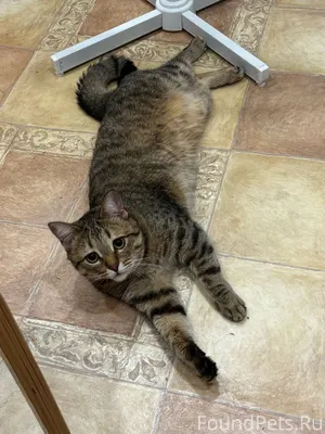 Казань !!! Пропал кот !!!! Убе...