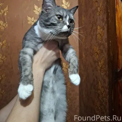 Чья потеряшка ? в стрехнино ( ...