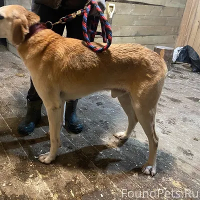 Хозяин, пожалуйста, найдись! 🙏...