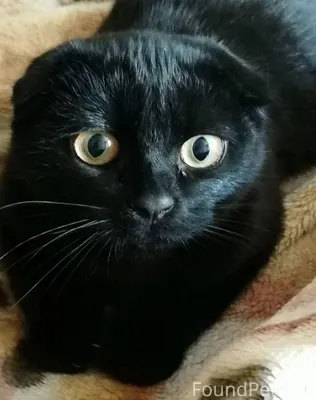 #Калужская_область Пропал кот,...