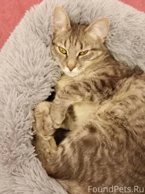 #Калуга сегодня утром кошка пр...