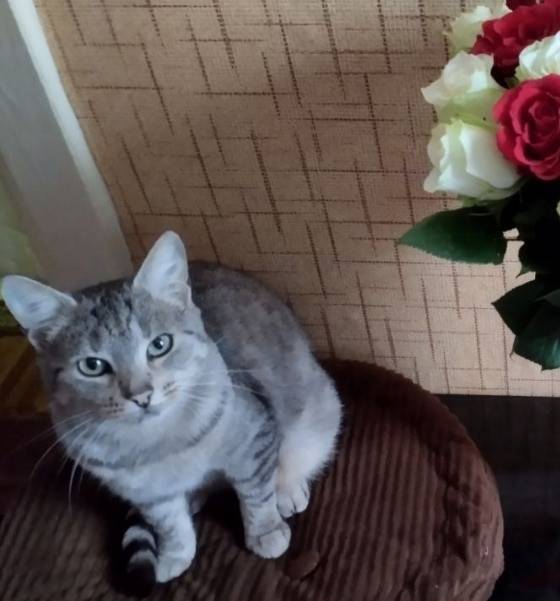 Пропала кошка, откликается на ...