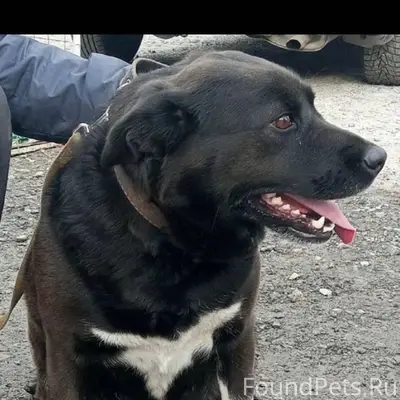 🆘🆘🆘🆘🆘🆘🆘🆘🆘🆘🆘🆘Потерялась собака....