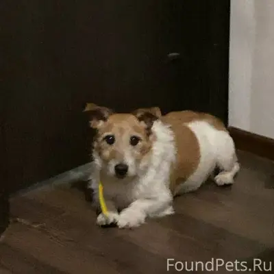 Возможно кто-то узнает собачку...