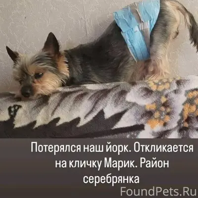 Потерялась собака (кобель) кли...