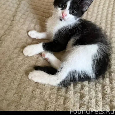 Пропала кошка ‼️ Район:ул.Фабр...