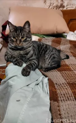 Пропал кот Тигра 3 года Окрас....