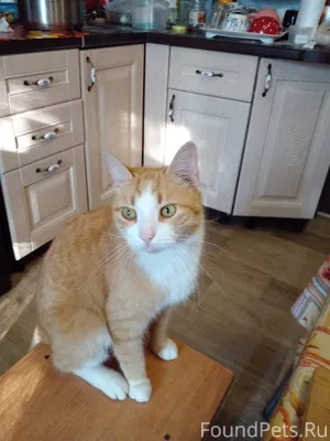 Пропал кот,рыжий.Зовут Тима.Пр...