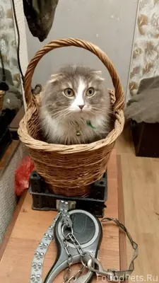 Пропал кот, район советская 13...