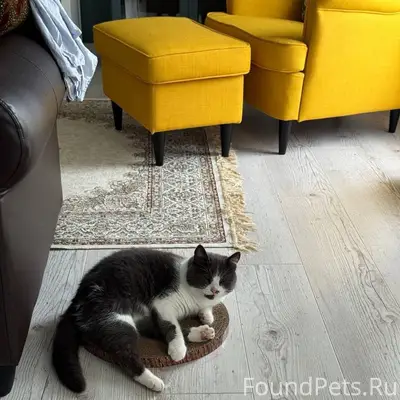 Пропала кошка, помогите найти!...