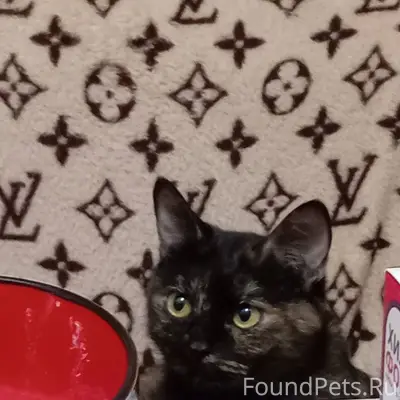 Пропала трехцветная кошка с фи...