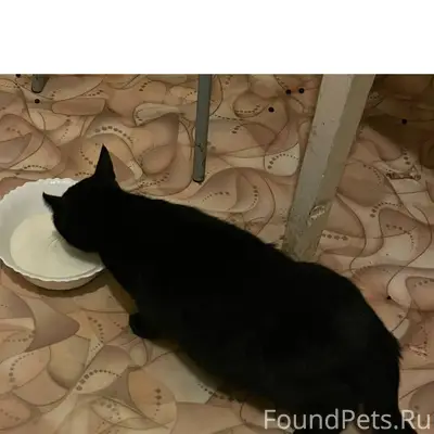 Пропала кошка в районе Красивс...