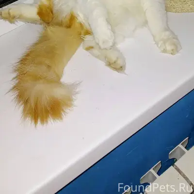 Пропал кот в районе ул.Интерна...