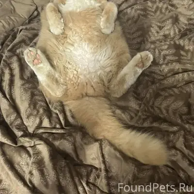 Пропал кот, угол Отдельской и ...