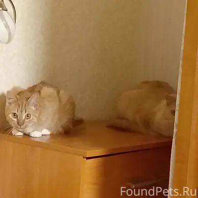 Пропала кошка рыжего цвета(на ...