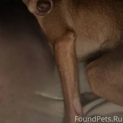 Пропала собака породы чихуахуа...