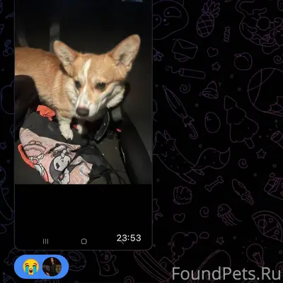 Найден корги нашли корги пропа...